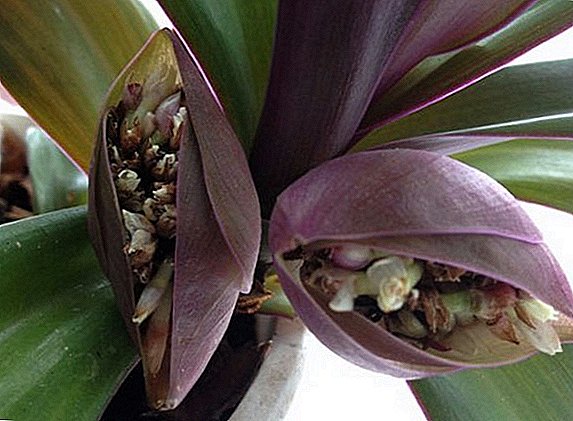 Indoor Reo Flower: Starostlivosť a reprodukcia