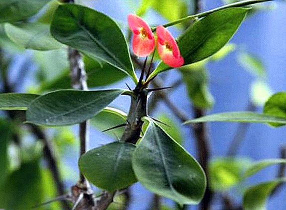 Room Euphorbia Mile: cara merawat tanaman di rumah