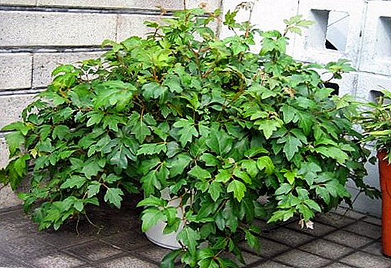 Planta de interior cissus (uvas caseras).
