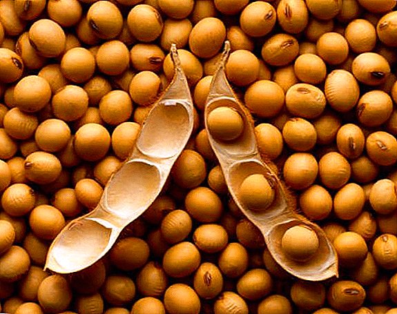 The conference "Soybean and its products: efficient production, rational use" began in Kiev