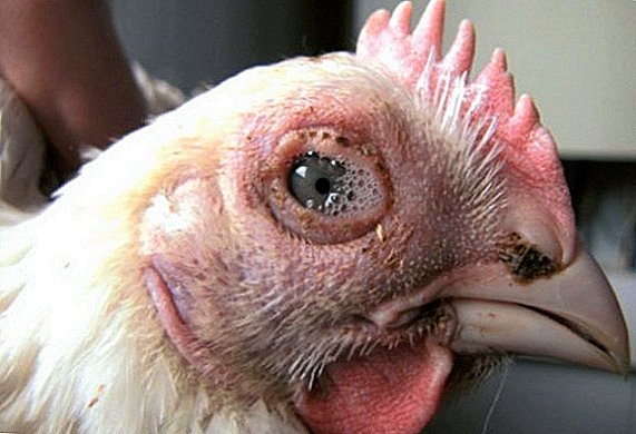 التهاب الملتحمة في الدجاج