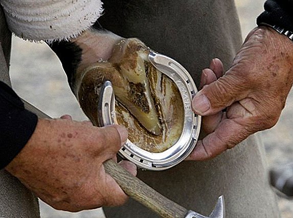 Horse hoof: what it consists of, how to care and clean