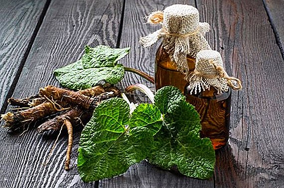 Burdock root: what heals, how to prepare and brew