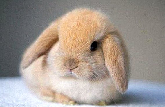 Alimentar a un conejo decorativo: qué se puede alimentar y qué no.