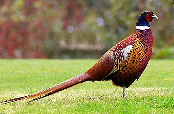 Feeding pheasants at home: norms, mode