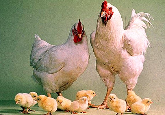 تغذية وصيانة القطيع الأم للدجاج
