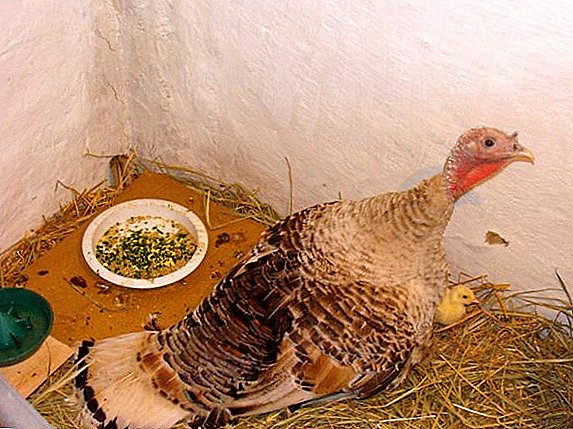 Feeding turkeys at home: tips for beginners