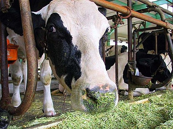 Alimentando vacas con ensilaje.