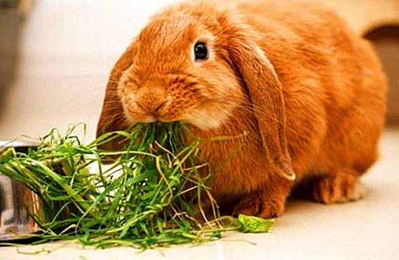 Karmienie królików w domu: co można podać iw jakich ilościach