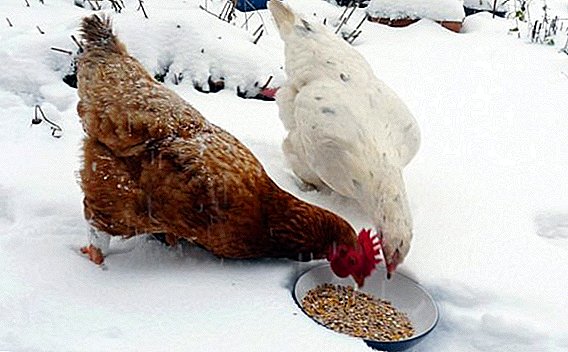 Alimentación de pollos en invierno para la producción de huevos.