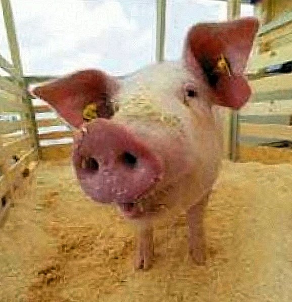 Хранене на свине: ние правим най-добрата диета и избираме правилната технология.