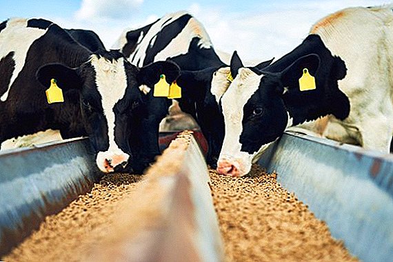 Feed additives for cattle