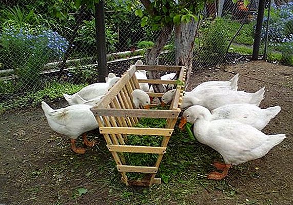 Goose feeders do it yourself