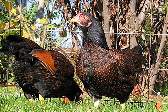 Cornish: raza de carne de pollos