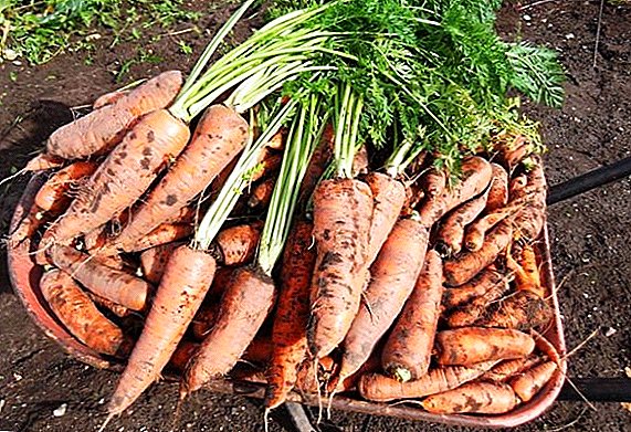 Queen of autumn: features of carrot varieties