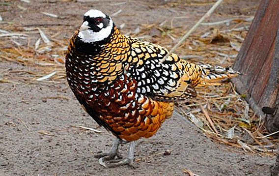 Royal pheasant: seperti apa, di mana ia tinggal, apa yang dimakannya