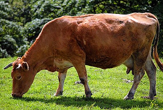 سلالة الاتاو البقرة: ملامح النمو في المنزل