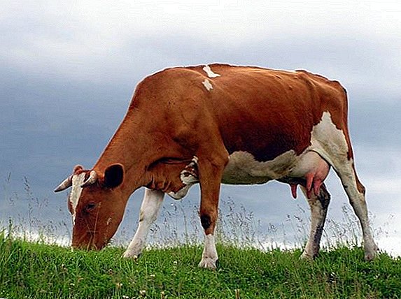 Bestuzhevskaya karvė