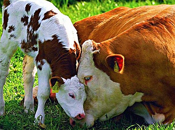 Крава и теле шкргутају зубима: разлози за то