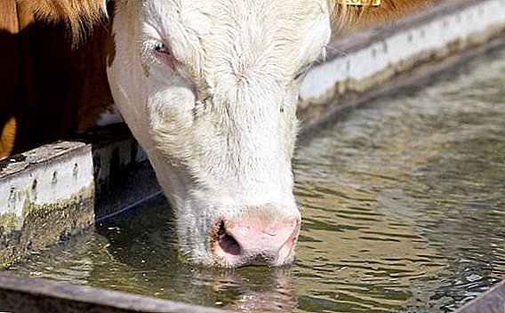 La vaca bebe agua: cuánto dar, ¿por qué no beber o beber poco?