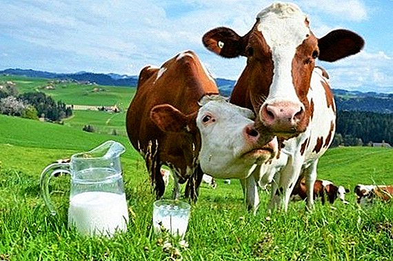 "World Wide Web Cows": Baškirski "Burenok" je zdaj registriran s pametnim telefonom