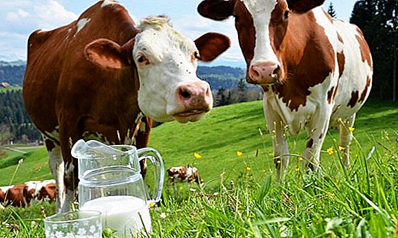Vacile ilegale au fost reținute la granița cu Kazahstanul