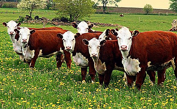 Vacas da raça de cabeça branca cazaque: como cuidar e como se alimentar em casa