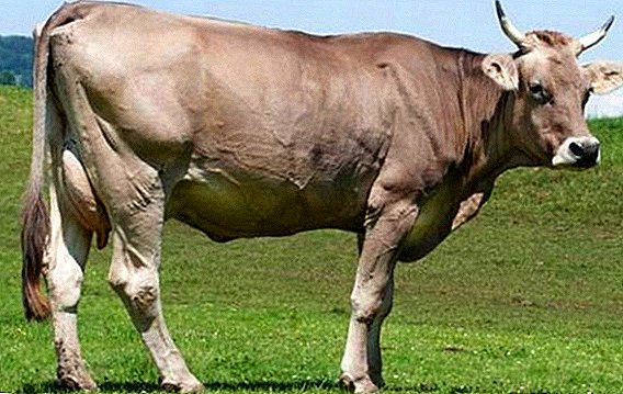 Schwyz membiakkan sapi: kekhasan memelihara di rumah