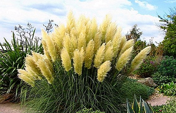 Cortaderia: how to grow and care for a plant