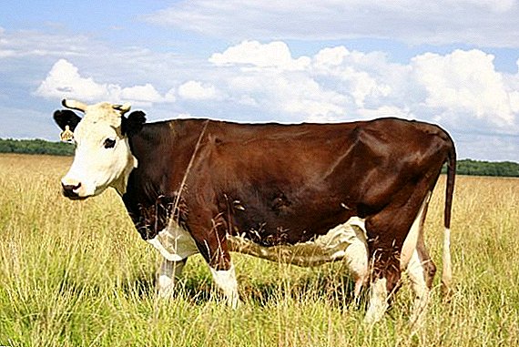 Kostroma krava: značajke raste kod kuće