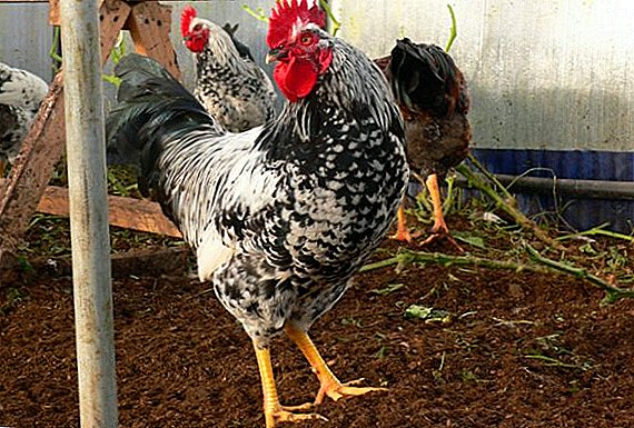 Kotlyarevskaya Rasse von Hühnern