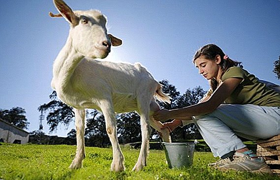 La chèvre a cessé de donner du lait: causes et méthodes pour les éliminer