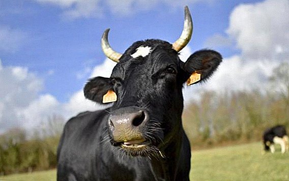 Skin diseases of cattle: symptoms and treatment