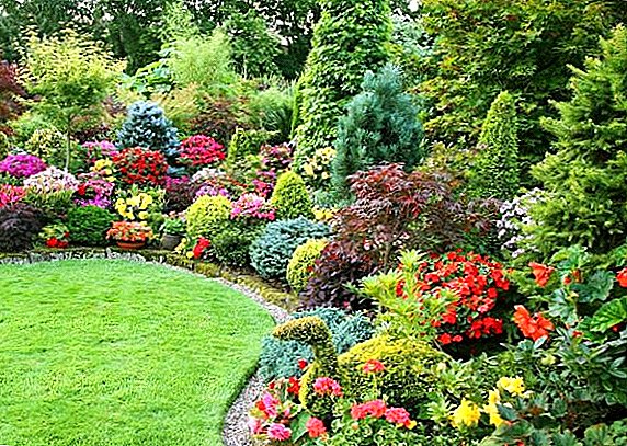Smukke, dekorative, blomstrende, frostbestandige, lave buske til sommerhus