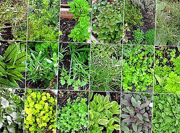 Beautiful and useful, how to form a flower bed with herbs in the garden