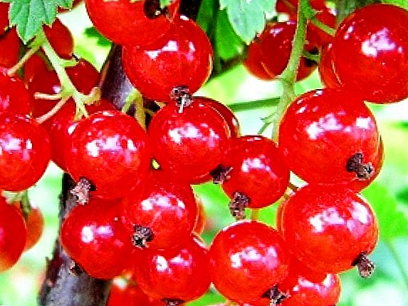 Red currant. Features of planting and care