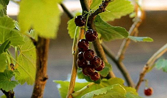 Redcurrant "Vixne": characteristics, cultivation agrotechnology