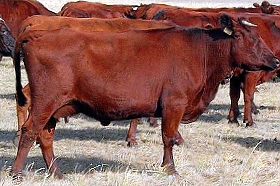 Raça de estepe vermelha de vacas