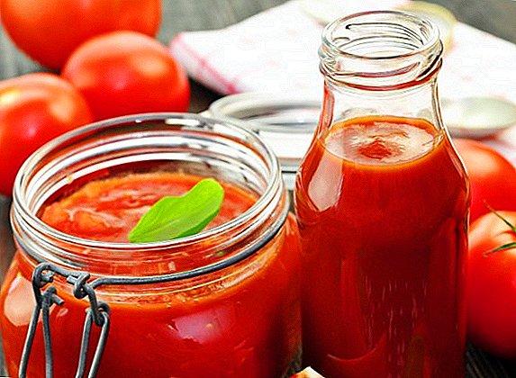 Rote Angst: im Iran das Problem des Exports von Tomatenmark lösen