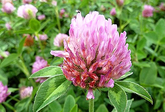 Red clover: useful properties and seeding on the site