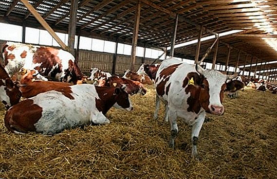 سلالة حمراء متنافرة من الأبقار: ميزات التربية في المنزل