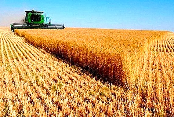 Crimea aumentará la producción de trigo molido.