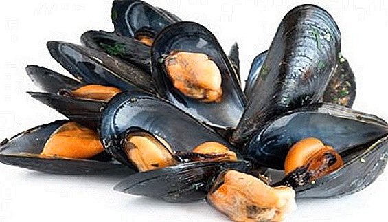 Crimean mussels will be caught on an industrial scale