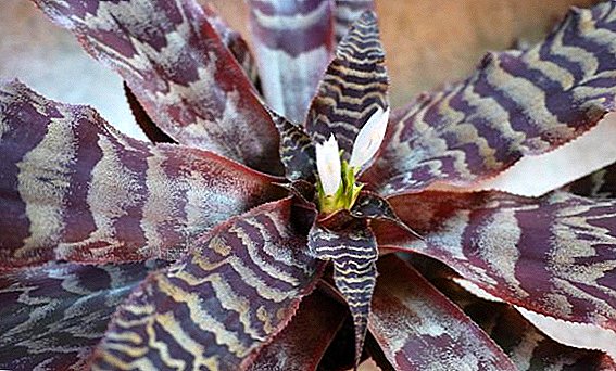Cryptanthus and principles of care for him at home