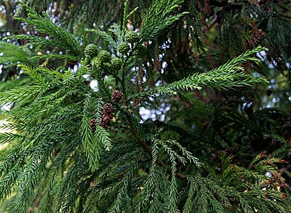 Cryptomeria: how to grow "Japanese cedar" in the garden