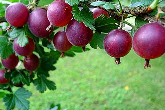 Grosella espinosa "Phenic": características, cultivo agrotecnología