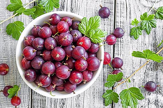 Gooseberry "Consul": characteristics, pros and cons of the variety, tips on growing