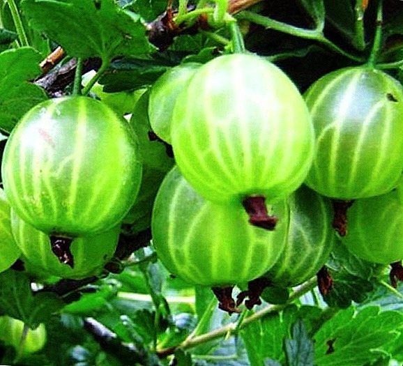 Gooseberry Malachite: kenmerken, voors en tegens, tips voor het kweken