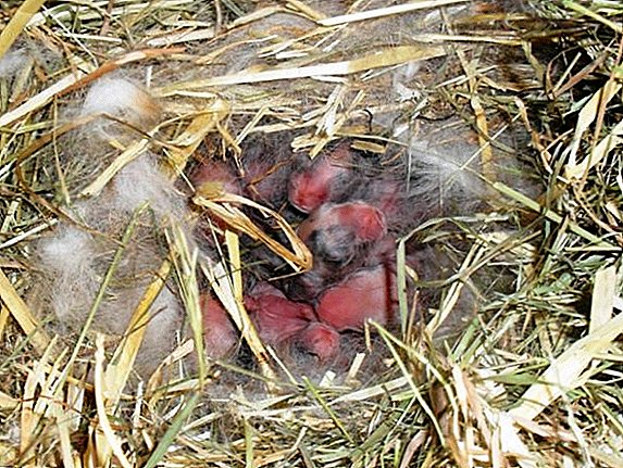 Arnab kelinci kecil melemparkan arnab: sebab-sebab apa yang perlu dilakukan, bagaimana untuk memberi makan kepada mereka