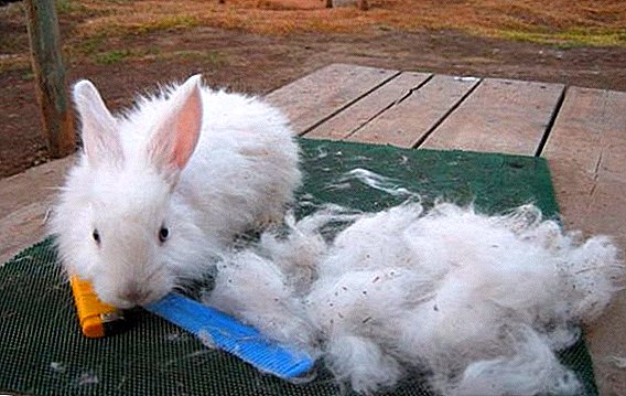 Rabbit wool: what are the downy breeds, how to spin at home
